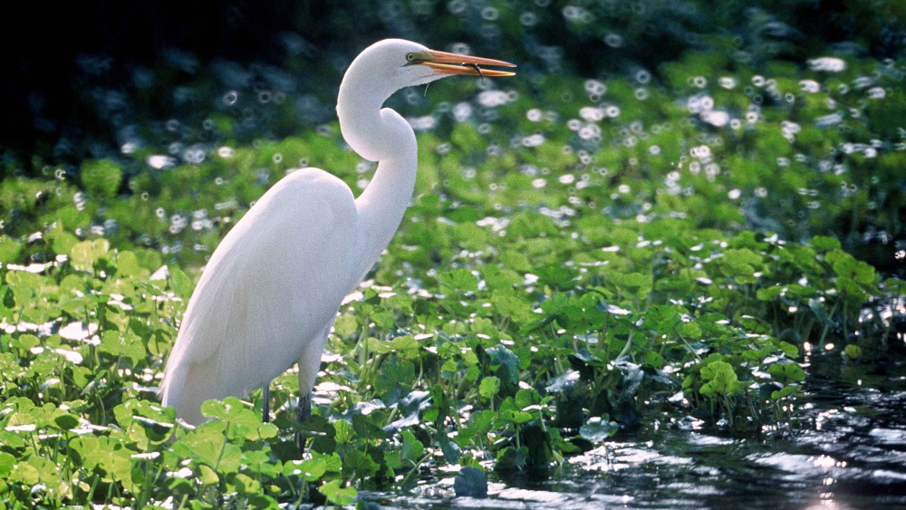 Wetland